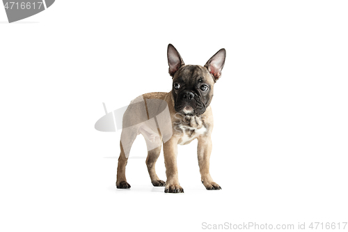 Image of Young brown French Bulldog playing isolated on white studio background