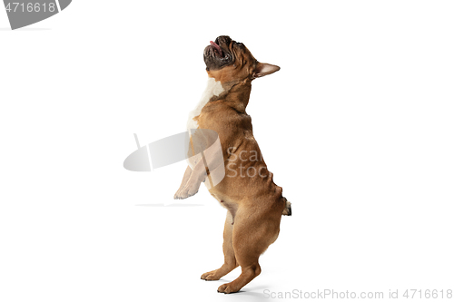 Image of Young brown French Bulldog playing isolated on white studio background