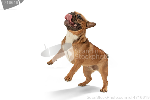 Image of Young brown French Bulldog playing isolated on white studio background