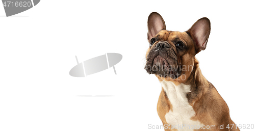 Image of Young brown French Bulldog playing isolated on white studio background