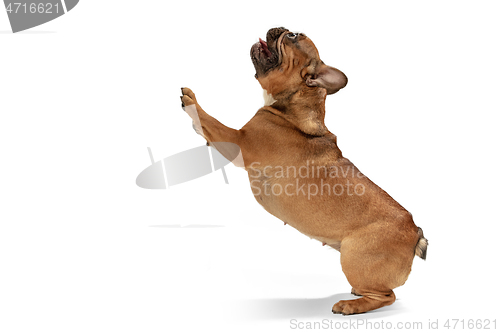 Image of Young brown French Bulldog playing isolated on white studio background