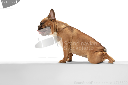 Image of Young brown French Bulldog playing isolated on white studio background