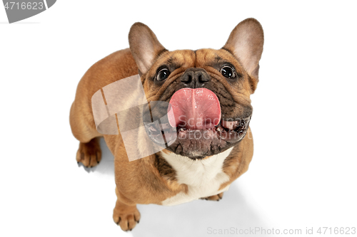 Image of Young brown French Bulldog playing isolated on white studio background