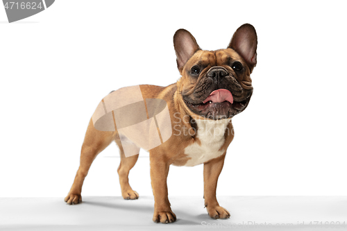 Image of Young brown French Bulldog playing isolated on white studio background