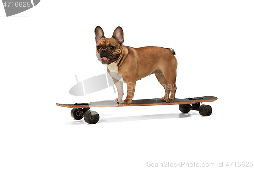 Image of Young brown French Bulldog playing isolated on white studio background