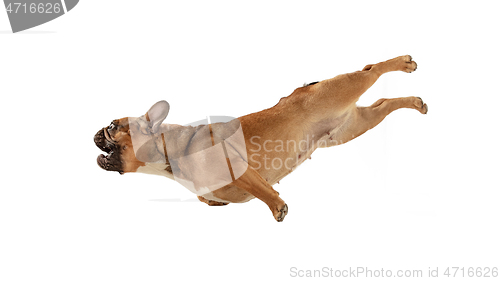 Image of Young brown French Bulldog playing isolated on white studio background