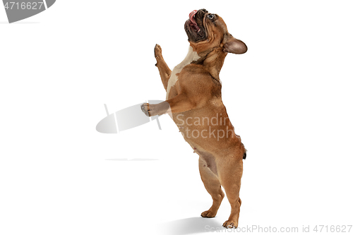 Image of Young brown French Bulldog playing isolated on white studio background