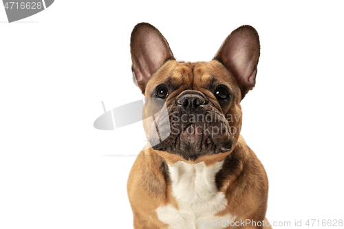 Image of Young brown French Bulldog playing isolated on white studio background