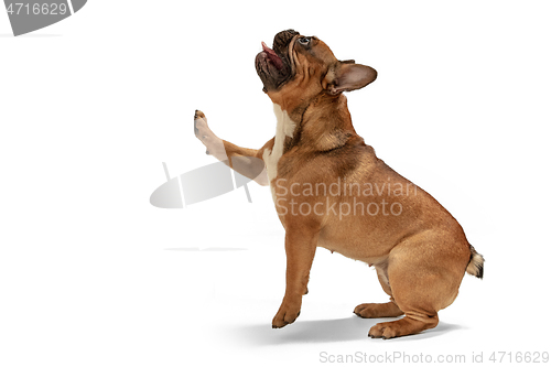 Image of Young brown French Bulldog playing isolated on white studio background