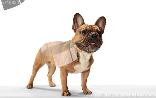 Image of Young brown French Bulldog playing isolated on white studio background