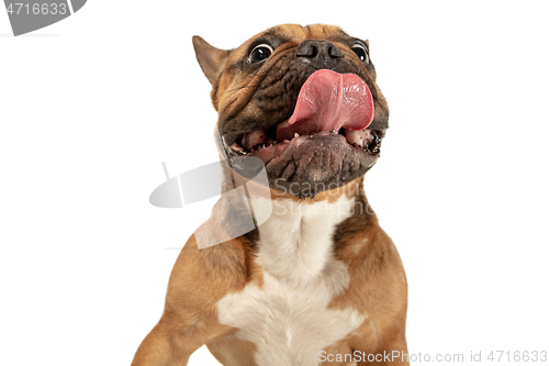 Image of Young brown French Bulldog playing isolated on white studio background