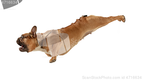 Image of Young brown French Bulldog playing isolated on white studio background