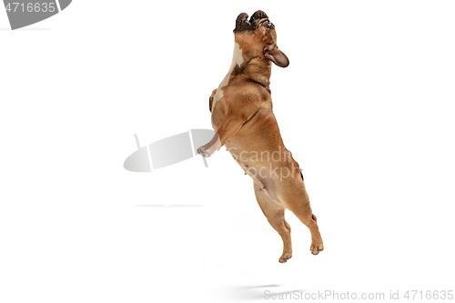 Image of Young brown French Bulldog playing isolated on white studio background