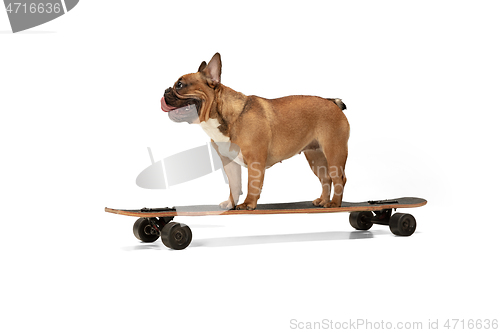 Image of Young brown French Bulldog playing isolated on white studio background