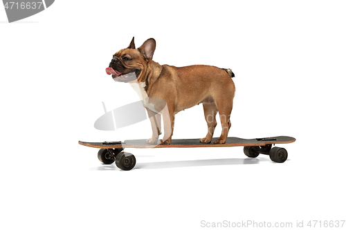 Image of Young brown French Bulldog playing isolated on white studio background