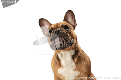 Image of Young brown French Bulldog playing isolated on white studio background