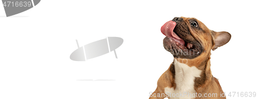 Image of Young brown French Bulldog playing isolated on white studio background