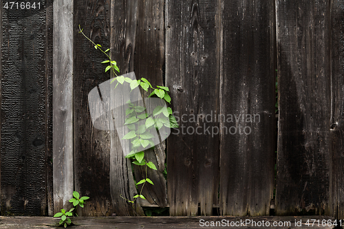 Image of Wooden fence with plants 