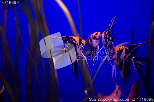 Image of aquarium with colorful fishes