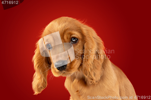 Image of Studio shot of english cocker spaniel dog isolated on red studio background