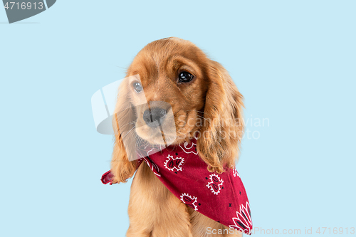 Image of Studio shot of english cocker spaniel dog isolated on blue studio background