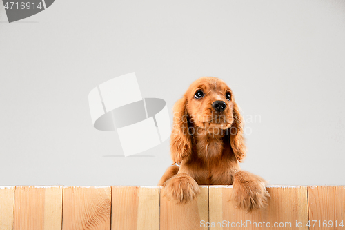 Image of Studio shot of english cocker spaniel dog isolated on white studio background