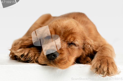 Image of Studio shot of english cocker spaniel dog isolated on white studio background