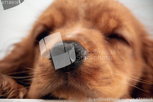 Image of Studio shot of english cocker spaniel dog isolated on white studio background