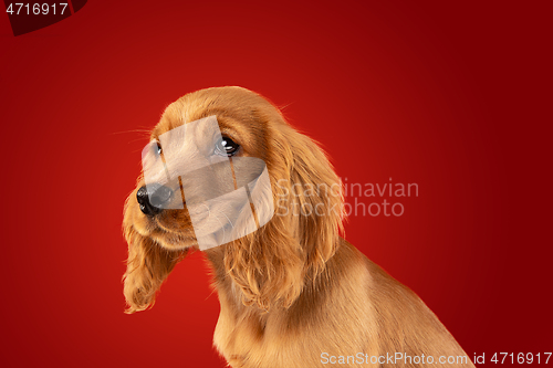 Image of Studio shot of english cocker spaniel dog isolated on red studio background