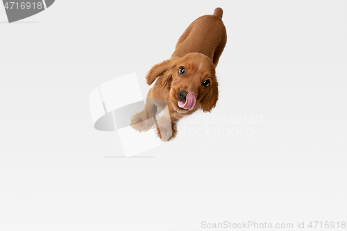 Image of Studio shot of english cocker spaniel dog isolated on white studio background