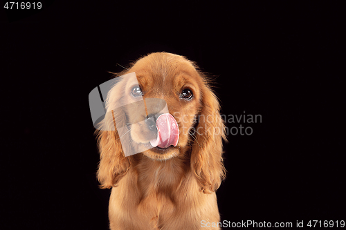 Image of Studio shot of english cocker spaniel dog isolated on black studio background