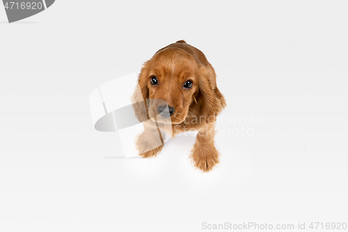 Image of Studio shot of english cocker spaniel dog isolated on white studio background