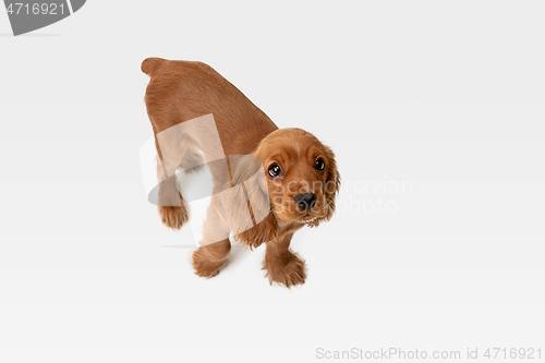 Image of Studio shot of english cocker spaniel dog isolated on white studio background