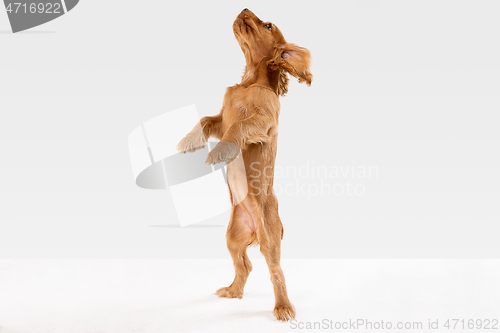 Image of Studio shot of english cocker spaniel dog isolated on white studio background