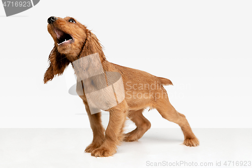 Image of Studio shot of english cocker spaniel dog isolated on white studio background