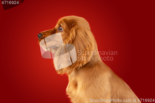 Image of Studio shot of english cocker spaniel dog isolated on red studio background
