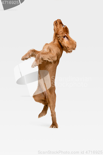 Image of Studio shot of english cocker spaniel dog isolated on white studio background