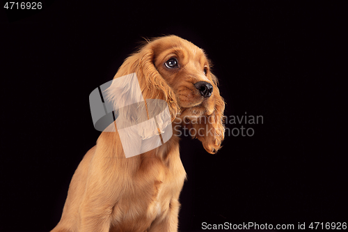 Image of Studio shot of english cocker spaniel dog isolated on black studio background