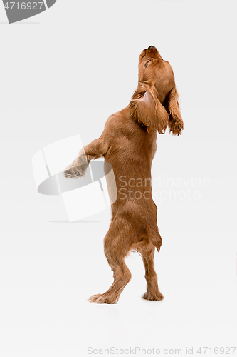 Image of Studio shot of english cocker spaniel dog isolated on white studio background