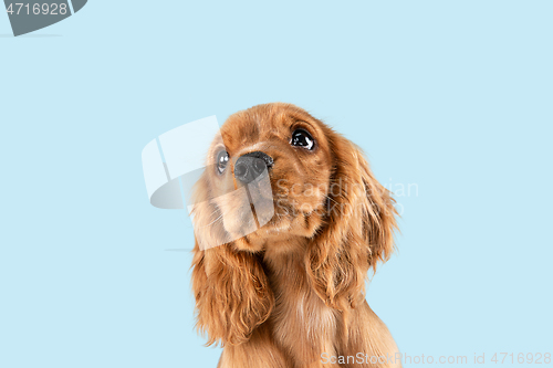 Image of Studio shot of english cocker spaniel dog isolated on blue studio background