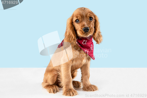 Image of Studio shot of english cocker spaniel dog isolated on blue studio background