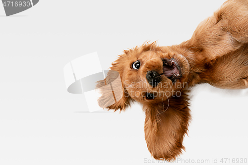 Image of Studio shot of english cocker spaniel dog isolated on white studio background