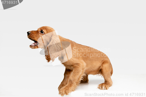 Image of Studio shot of english cocker spaniel dog isolated on white studio background