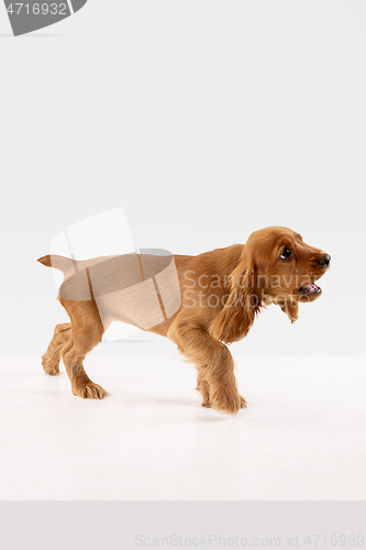 Image of Studio shot of english cocker spaniel dog isolated on white studio background