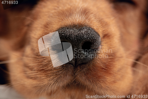 Image of Studio shot of english cocker spaniel dog isolated on white studio background