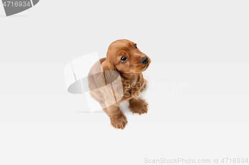 Image of Studio shot of english cocker spaniel dog isolated on white studio background