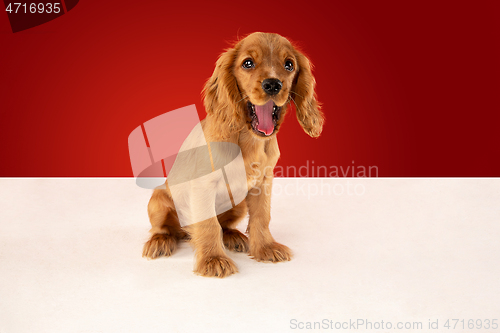 Image of Studio shot of english cocker spaniel dog isolated on red studio background