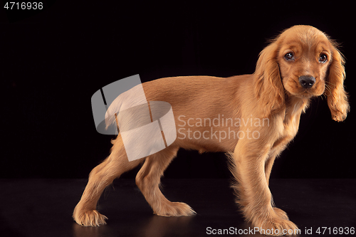 Image of Studio shot of english cocker spaniel dog isolated on black studio background