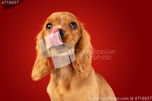 Image of Studio shot of english cocker spaniel dog isolated on red studio background