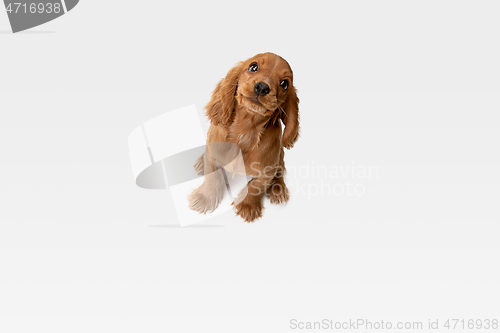 Image of Studio shot of english cocker spaniel dog isolated on white studio background